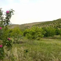 فروش باغ مرکبات