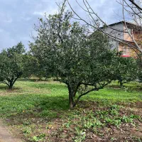 زمین-مسکونی-روستای-لالیم
