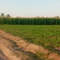 ذرت چپر|عمده‌فروشی|داراب, |دیوار