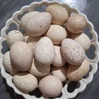 تخم بوقلمون