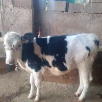 فروش گاو درجه یک شکم اول با گوساله ماده|حیوانات مزرعه|جره و بالاده, |دیوار