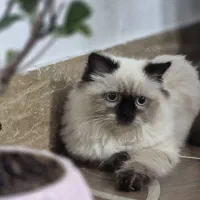 گربه میکس بریتیش ،پرشین
