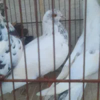 کبوتر|پرنده|رشت, جانبازان|دیوار