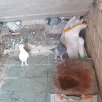 کبوتر