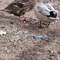 خضیری اردک خضیری|حیوانات مزرعه|شادگان, |دیوار