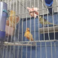 ماده قناری اماده|پرنده|تاکستان, |دیوار