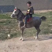مادیان برای فروش ۳ ساله