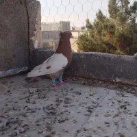 سینه سرخ نر