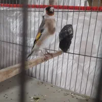 سهره ماده تازه تخت،زاده قفس نشانه دار|پرنده|الوند, |دیوار