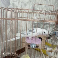 عروس هلندی مولد نر البینو دوکت ماده لوتینو