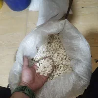 تخمه کدو