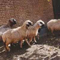 میش قوچ بره|حیوانات مزرعه|یاسوج, |دیوار