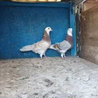 کفتر دوجفت نروماده آس|پرنده|تهران, ولی آباد|دیوار