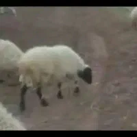 میش زایده و آبستن...|حیوانات مزرعه|رفسنجان, |دیوار