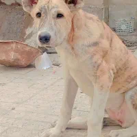 افغان سرابی