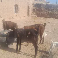 4عدد بز جوان پاکستانی
