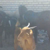 بز با گوسفند|حیوانات مزرعه|ماهدشت, |دیوار