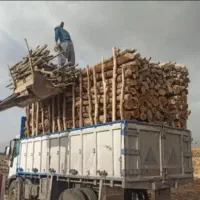 خریدارچوب درخت اکالیپتوس