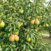 فروش انواع نهال ریشه لخت،گلدانی در نهالستان غرب|خدمات باغبانی و درختکاری|بوکان, |دیوار