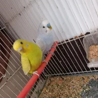 جفت مرغ عشق با لوازم