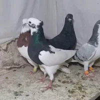 ۵ تا نر جوان