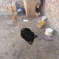 مرغ محلی  زابلی