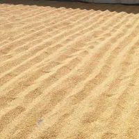 شلتوک چمپه محلی درجه 1ب شرط