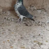 کبوتر نر گوره بینظیر