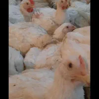 مرغ زنده ارگانیک