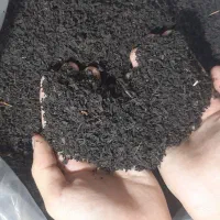 چای ممتاز بهاره