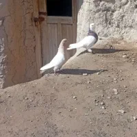 طوقی کله|پرنده|قهستان, |دیوار