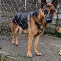 ژرمن شپرد نر|سگ|رودسر, |دیوار