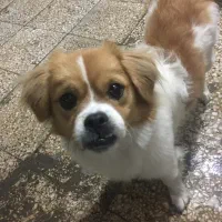 حیوان با ادب و بازیگوش