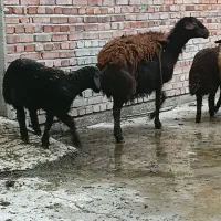 دوعددگوسفندقزل افشار بدوتا بره