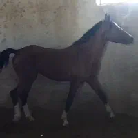 اسب نریون