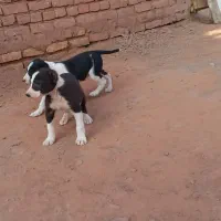 توله سگ نروماده