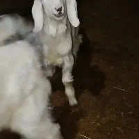 بزغاله|حیوانات مزرعه|کرمانشاه, |دیوار