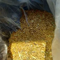 بذریونجه