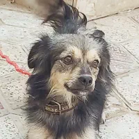 سگ باهوش|سگ|برازجان, |دیوار