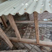 قفس مرغ خروس|لوازم جانبی حیوانات|کرمانشاه, |دیوار