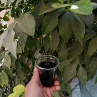 کود اسیدهیومیک|خدمات باغبانی و درختکاری|یزد, |دیوار