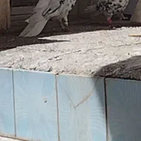 کبوتر کفتر سرور دمسفید