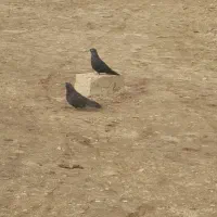 کبوتر پرشی