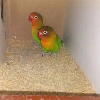 جفت کوتوله برزیلی مولد