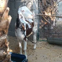 بز آبستن و کهره نر|حیوانات مزرعه|اهرم, |دیوار