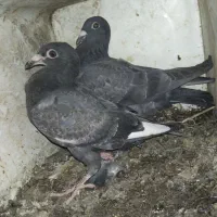 کبوتر مسافتی|پرنده|موچش, |دیوار