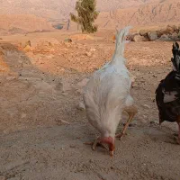 خروس سرحال|حیوانات مزرعه|سرپل ذهاب, |دیوار