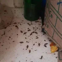 سمپاشی وهرس درختها وگولهاوسمپاشی خانهایمسکونیوت|خدمات باغبانی و درختکاری|سبزوار, توحیدشهر|دیوار