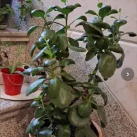 گلدون طبیعی