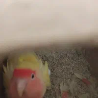 جوجه3ماهه لوتینو والبینوباجفت طوطی کتوله|پرنده|دزفول, |دیوار